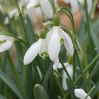 Snowdrop